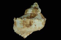 藏品(金口蠑螺)的圖片